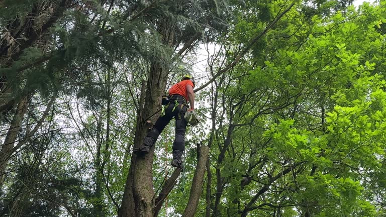 Uniontown, PA Tree Removal Company