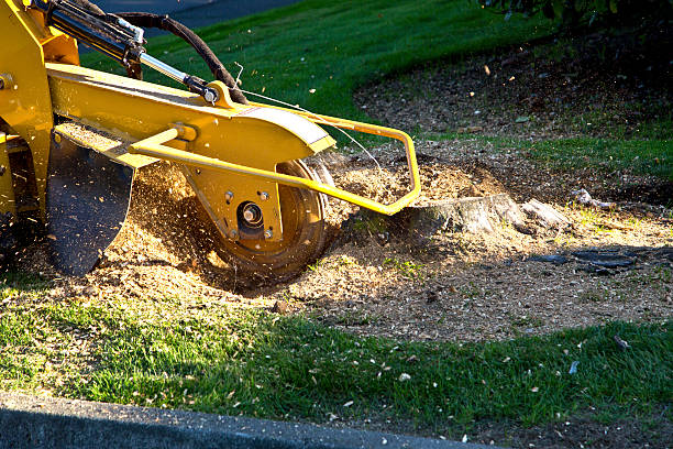 How Our Tree Care Process Works  in  Uniontown, PA